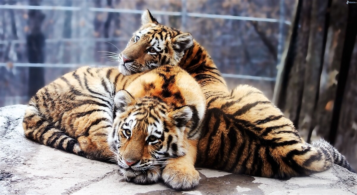 Fototapeten Schlafende Tiger haben Schönheit