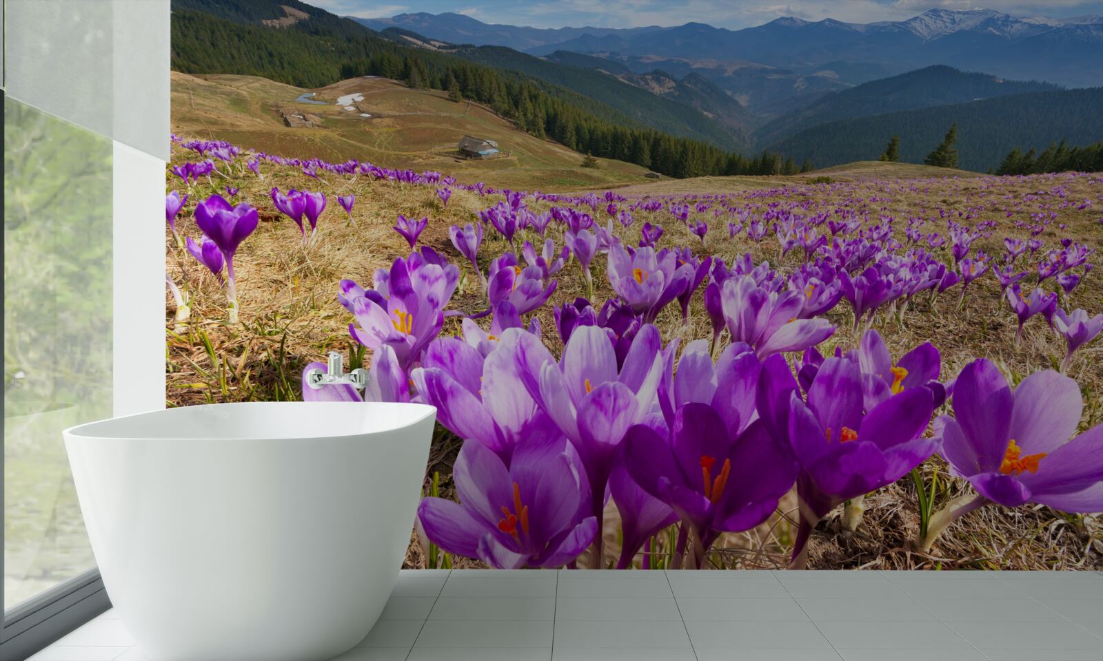 Fototapeten Bergkrokusse sind lila