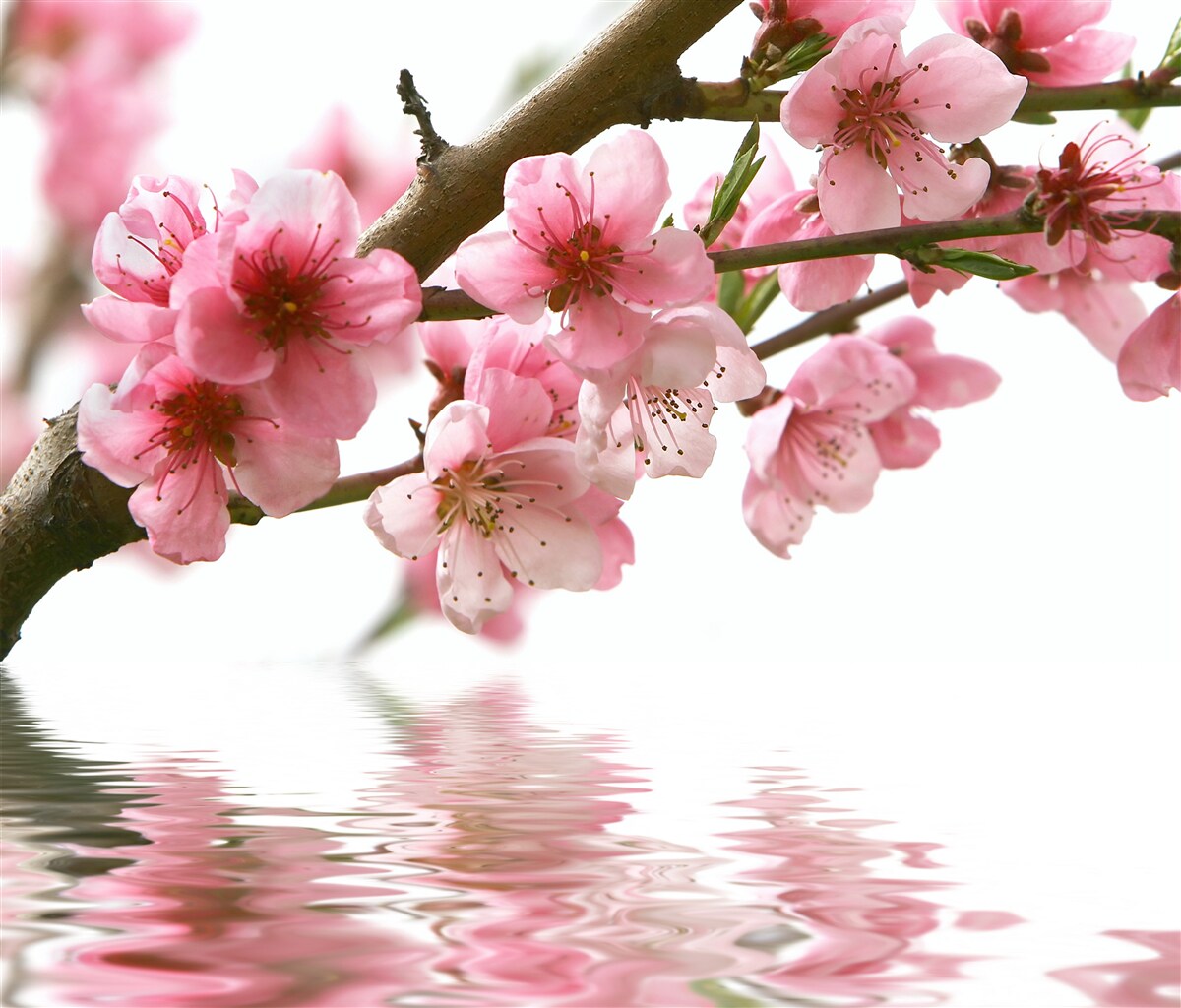 Fototapeten Rosa Zweig von Sakura hängt über dem Wasser