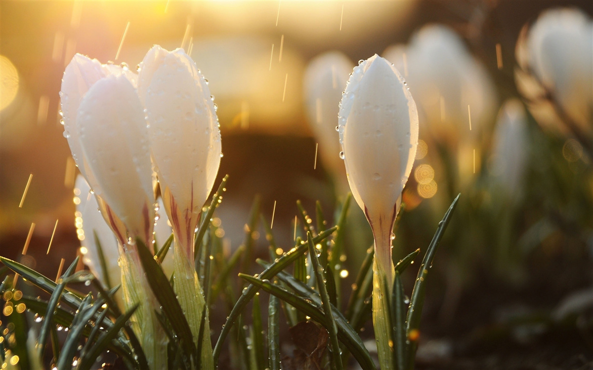 Fototapeten Blumen im schneebedeckten Rosie