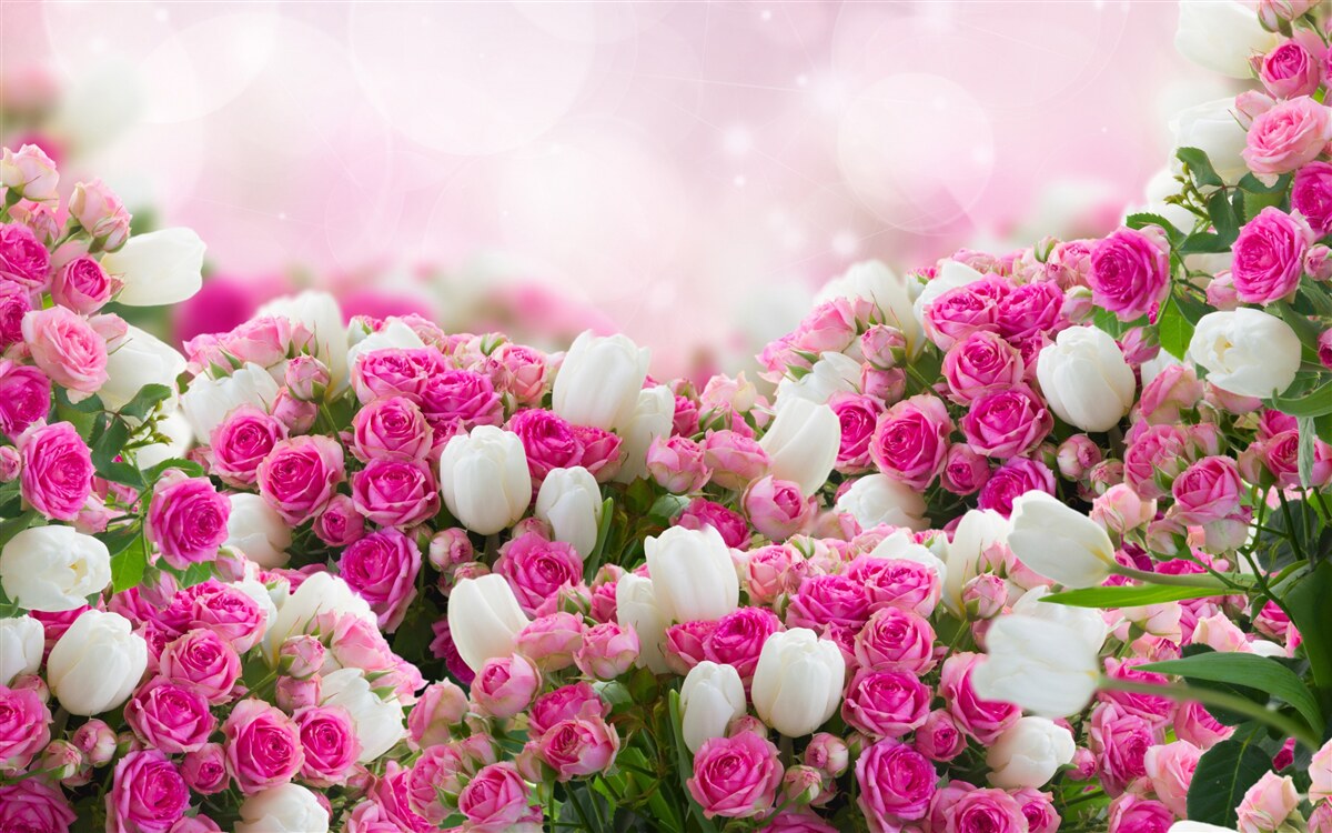 Fototapeten Rosa Rosen und weiße Tulpen
