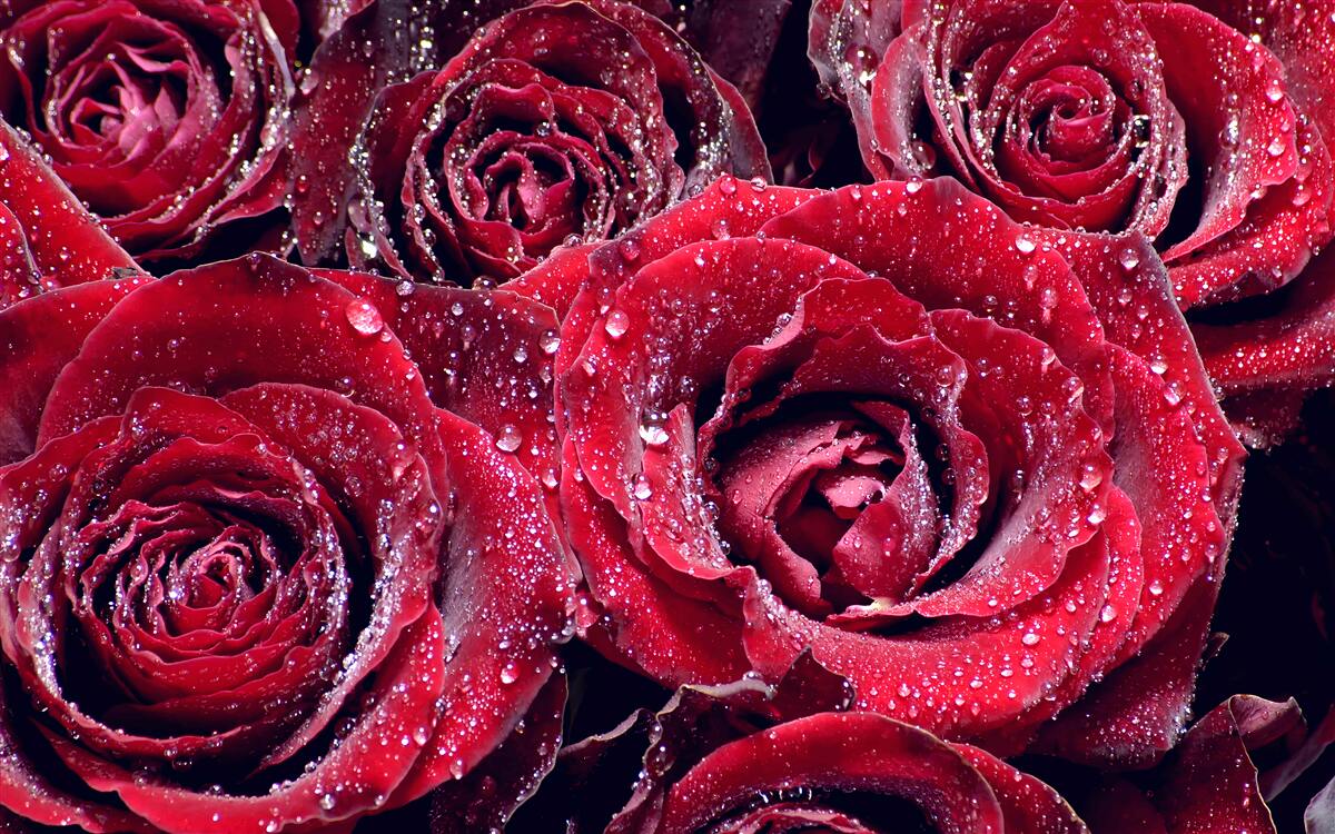 Fototapeten Scharlachrote Blumen nach der Dusche