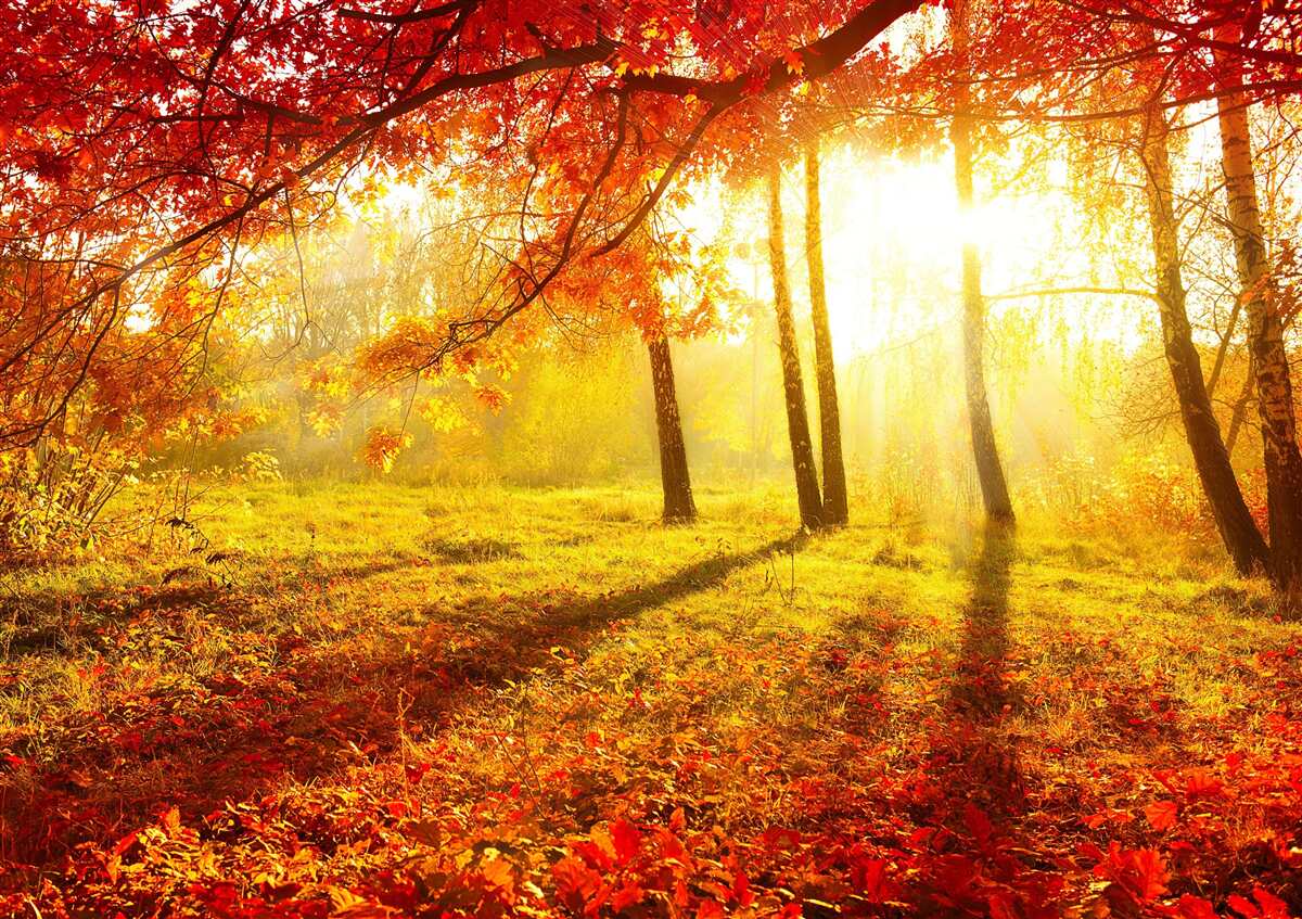 Fototapeten Die kalten Sonnenstrahlen brechen den Herbstnebel durch