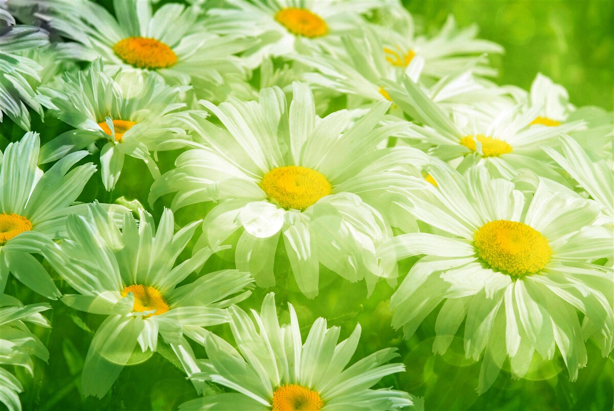 Fototapeten Weiche Gänseblümchen unter Grün