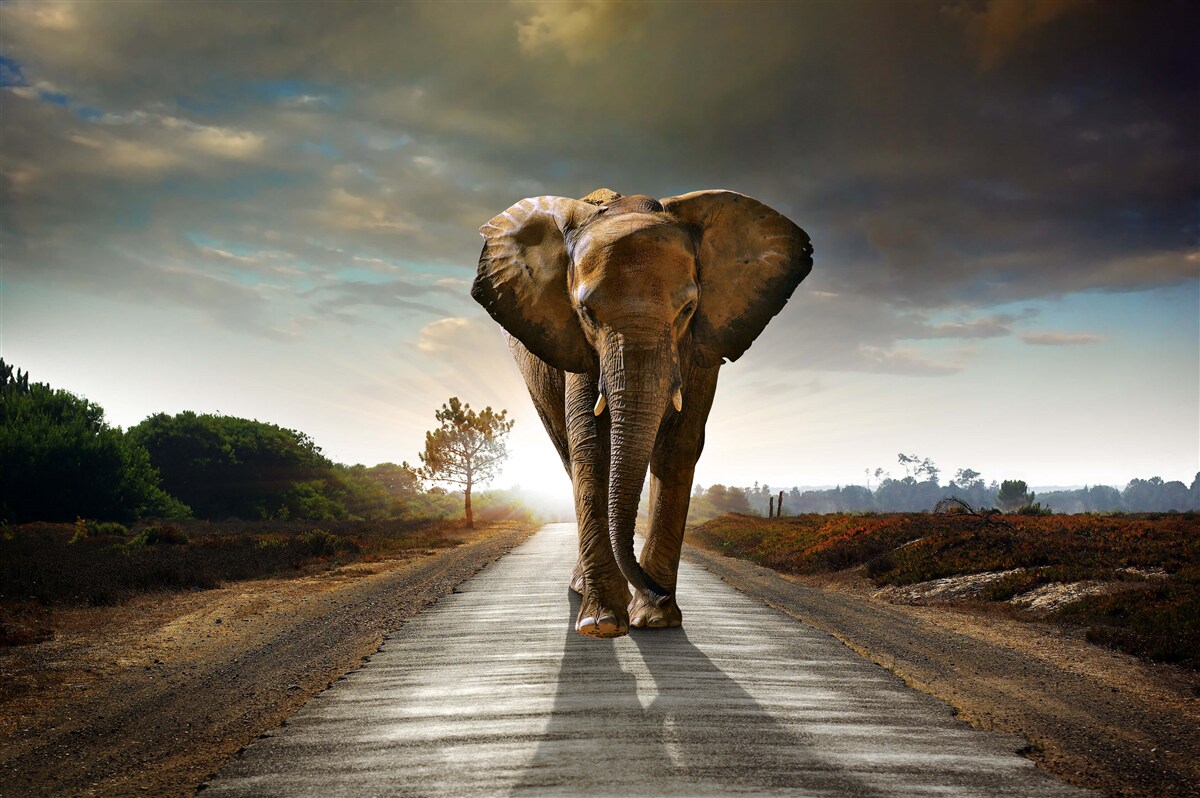 Fototapeten Elephants Reise geht weiter