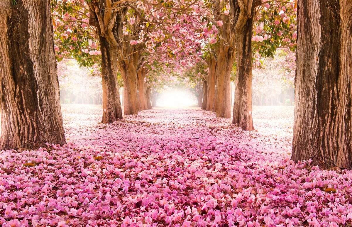 Fototapeten Pink Sakura bedeckte die Gasse
