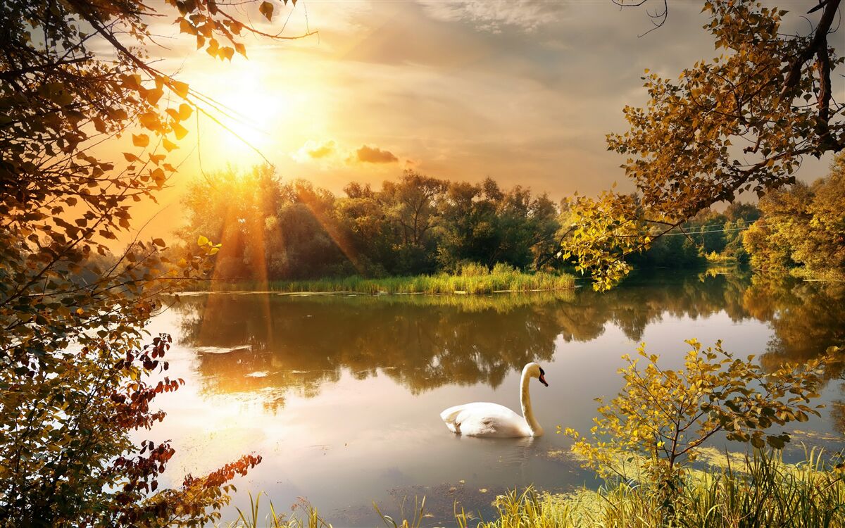 Fototapeten Die Sonnenstrahlen auf dem See, wo der Schwaner schlägt