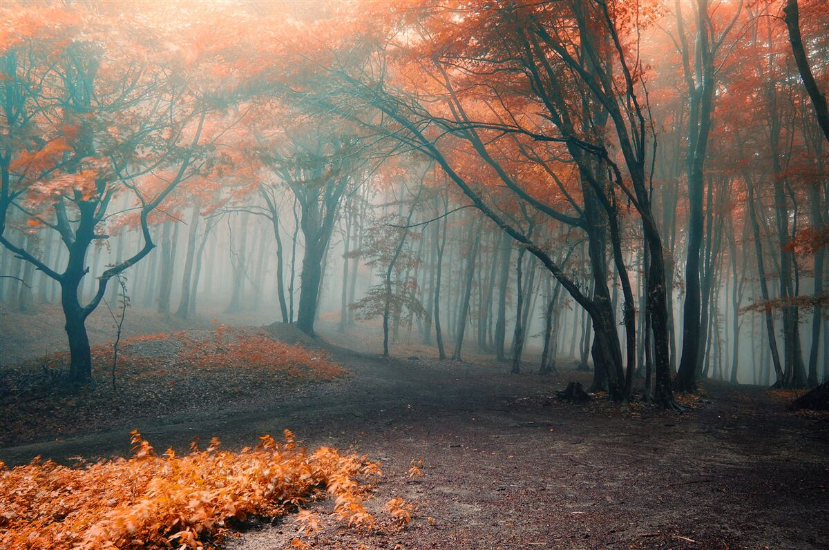 Fototapeten Der Weg durch den mit Nebel bedeckten Herbstwald