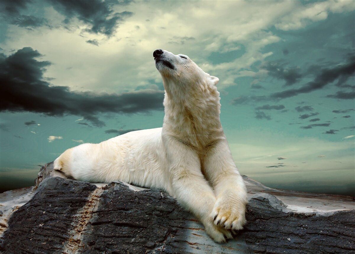 Fototapeten Der Eisbär ruht auf dem Stein
