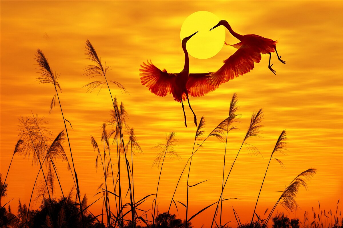 Fototapeten Der Sonnenuntergang wird von einer Herde von Kranen begleitet