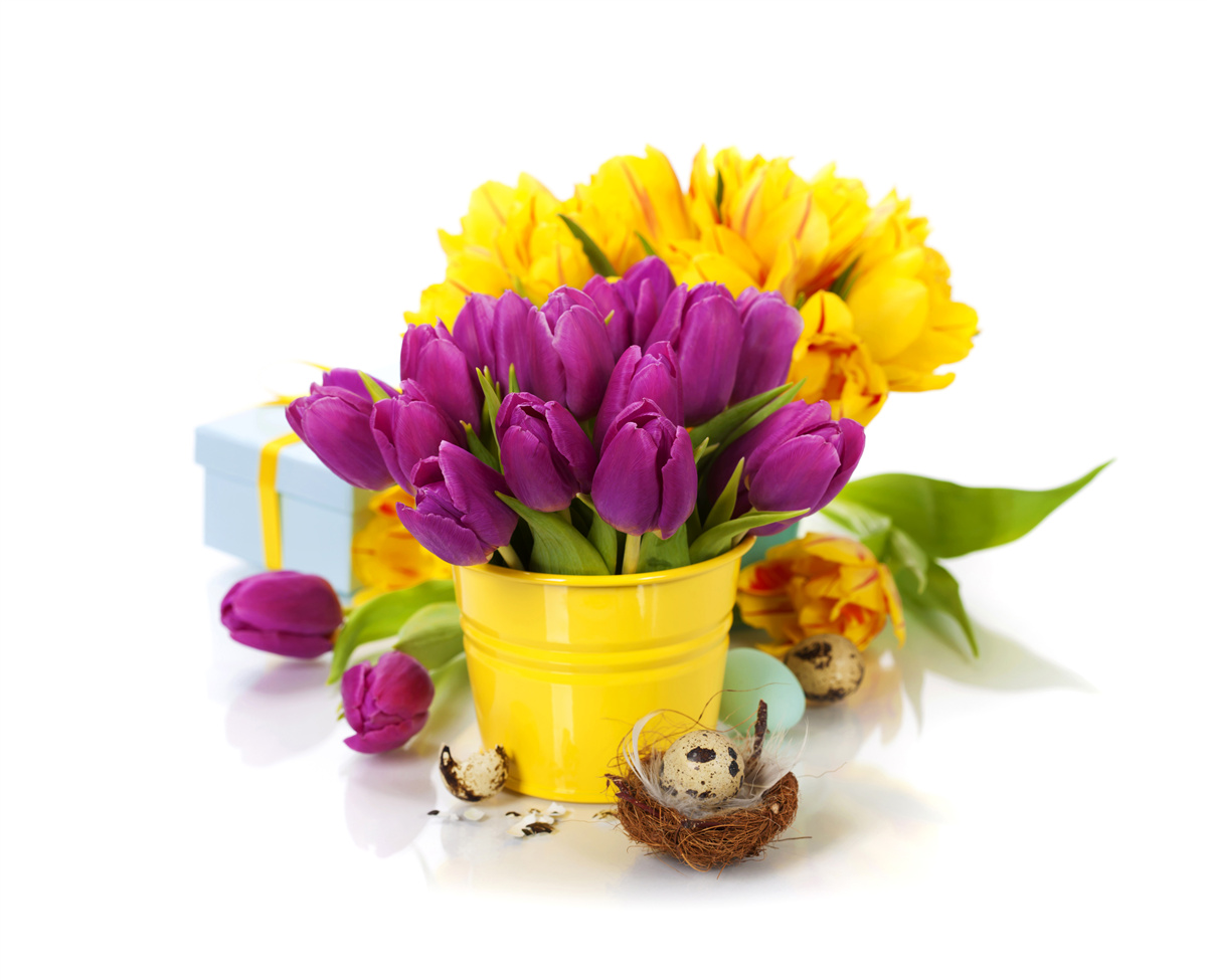 Fototapeten Eine Reihe lila Tulpen