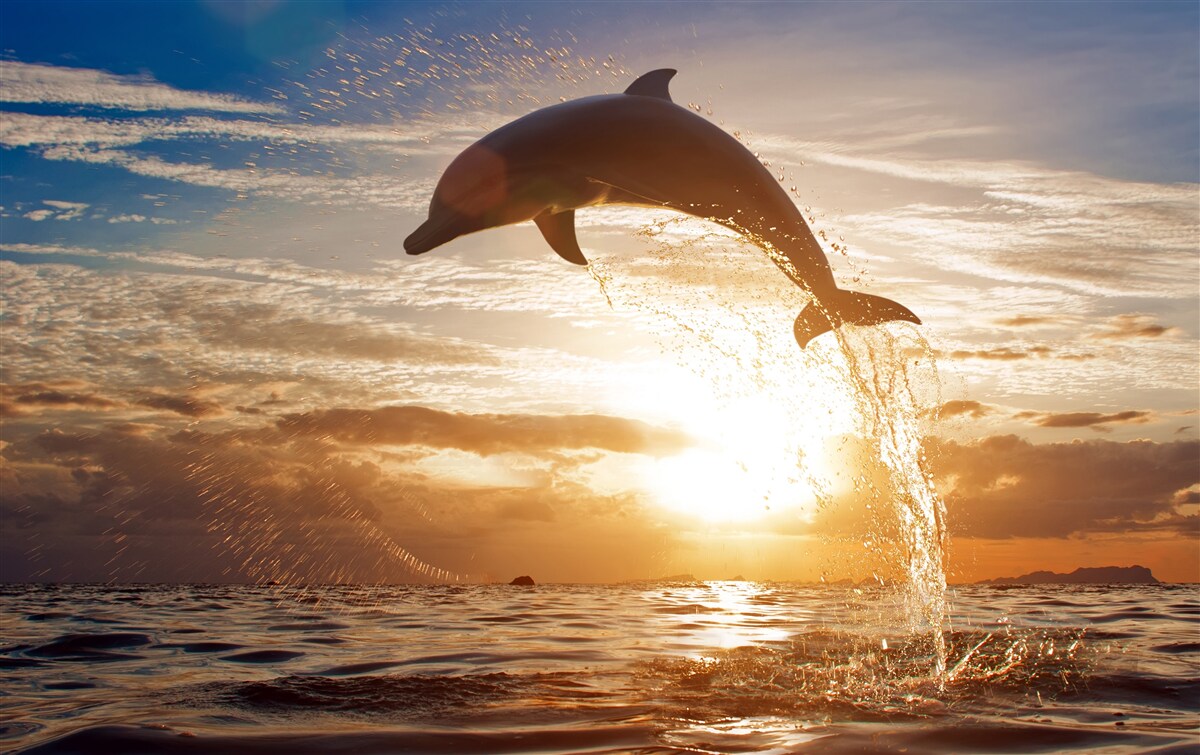 Fototapeten Delphin taucht vor dem Hintergrund des Abend Sonnenuntergang auf