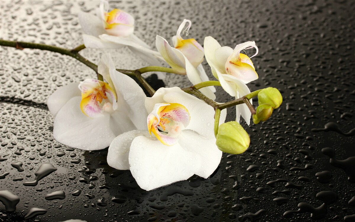 Fototapeten Schnee -White -Orchidee nach starkem Regen