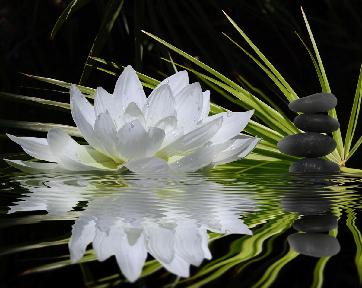 Fototapeten Grausteine ​​und Weißwasserlilien schweben auf der Wasseroberfläche