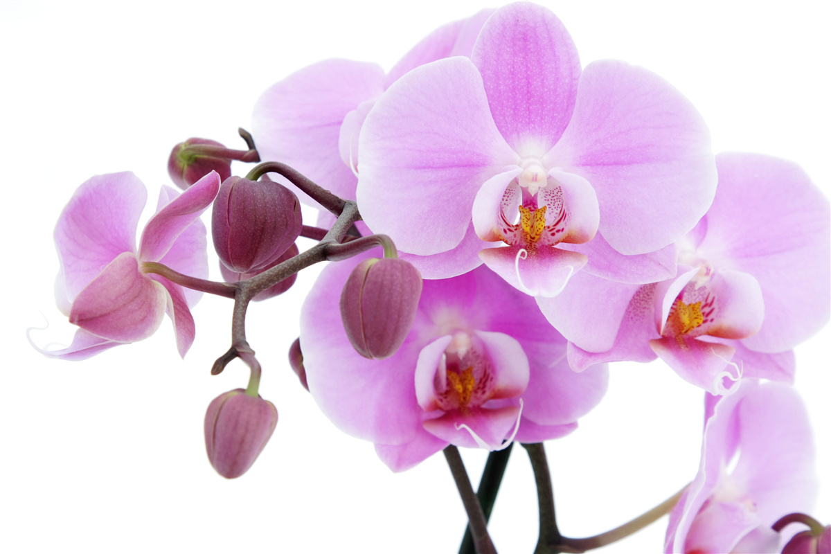 Fototapeten Orchidee in lila Schatten mit Blütenknospen