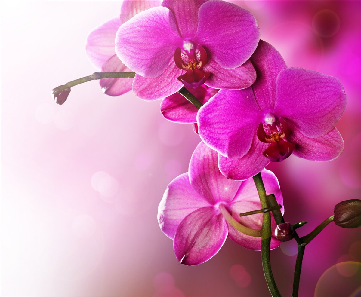 Fototapeten Orchidee und kleiner Donut