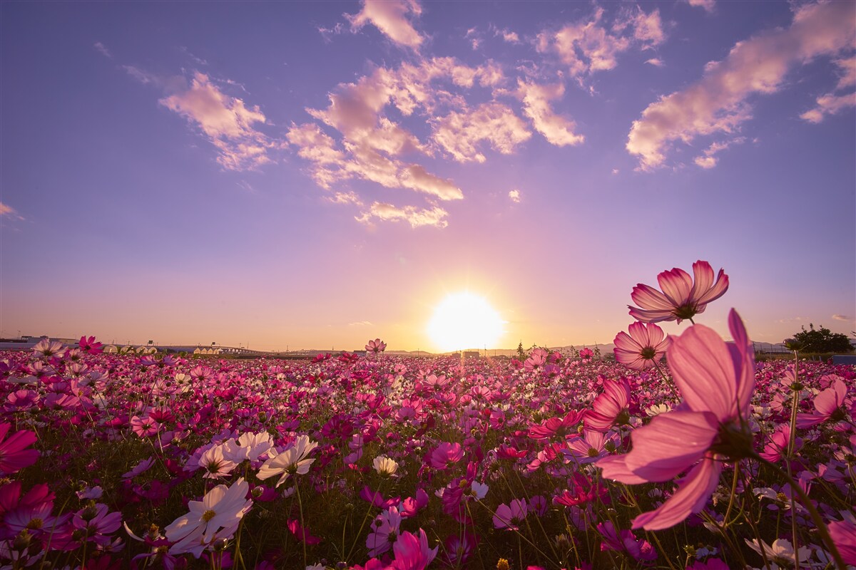 Fototapeten Morgendämmerung über dem Blumenfeld