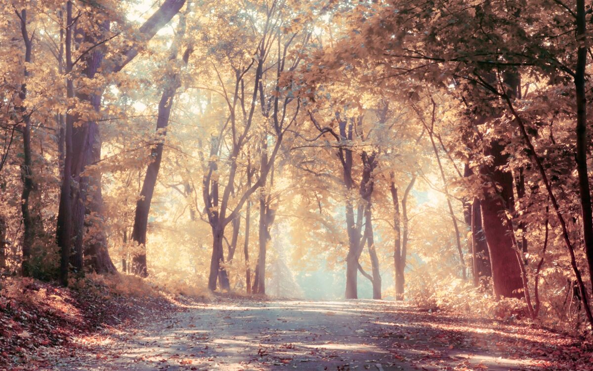 Fototapeten Der Herbstweg, der in einen leichten Nebel gewickelt ist