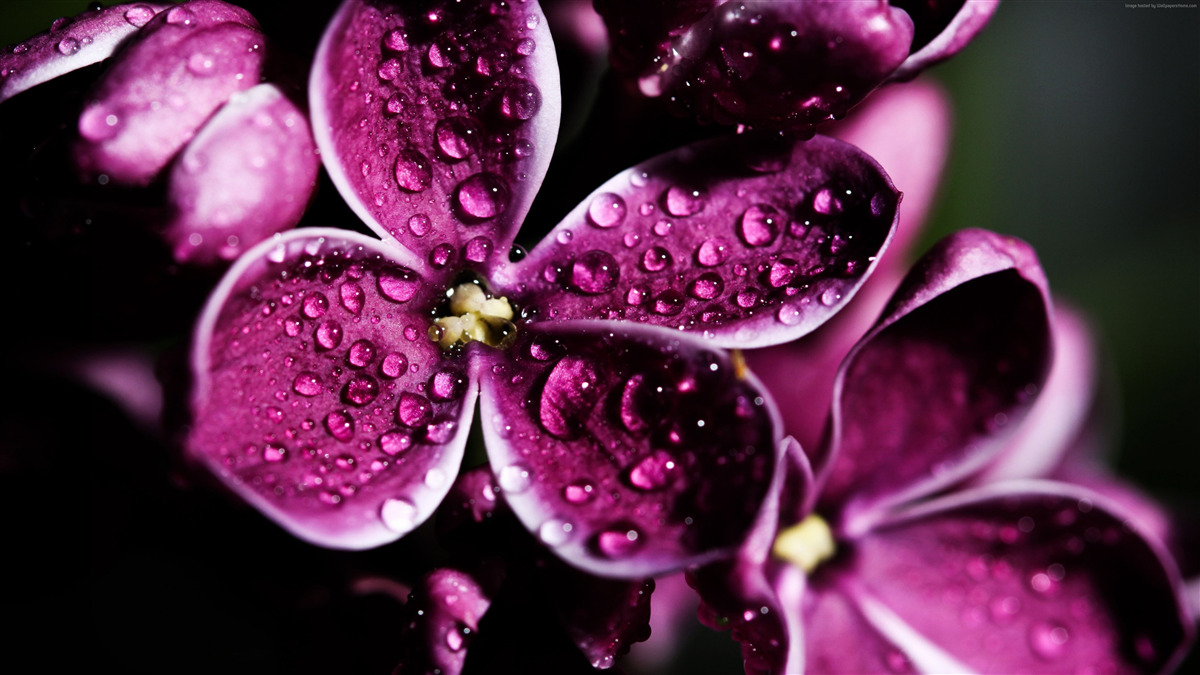 Fototapeten Kleine Tröpfchen auf Blumen mit hellviolettem Farbton