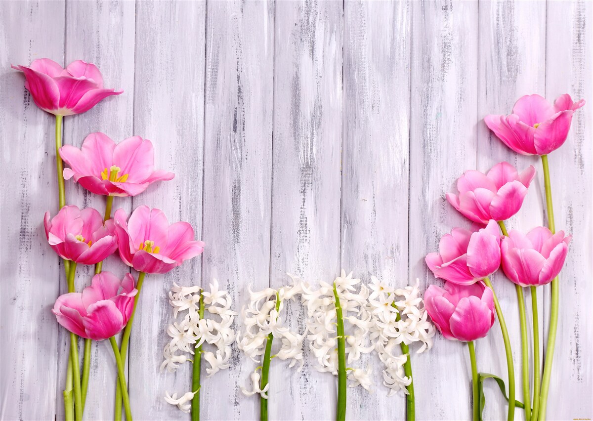 Fototapeten Rosa Tulpen wachsen auf einem Baum