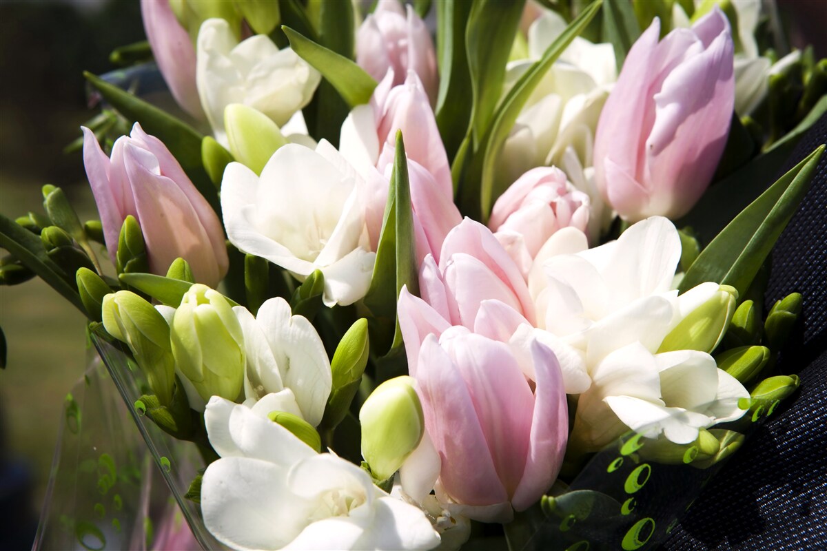 Fototapeten Frühlingsflora -Set