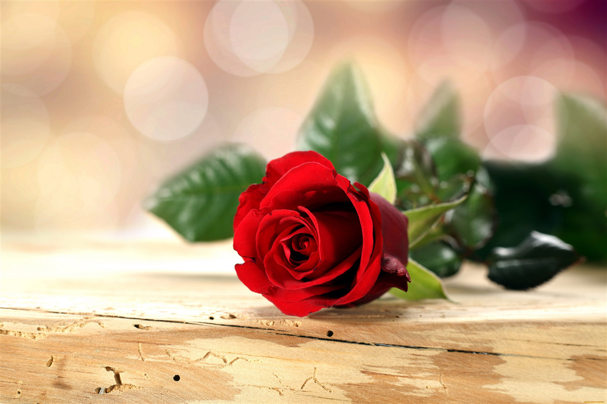 Fototapeten Eine einzelne Rose mit einem zarten scharlachroten Farbton