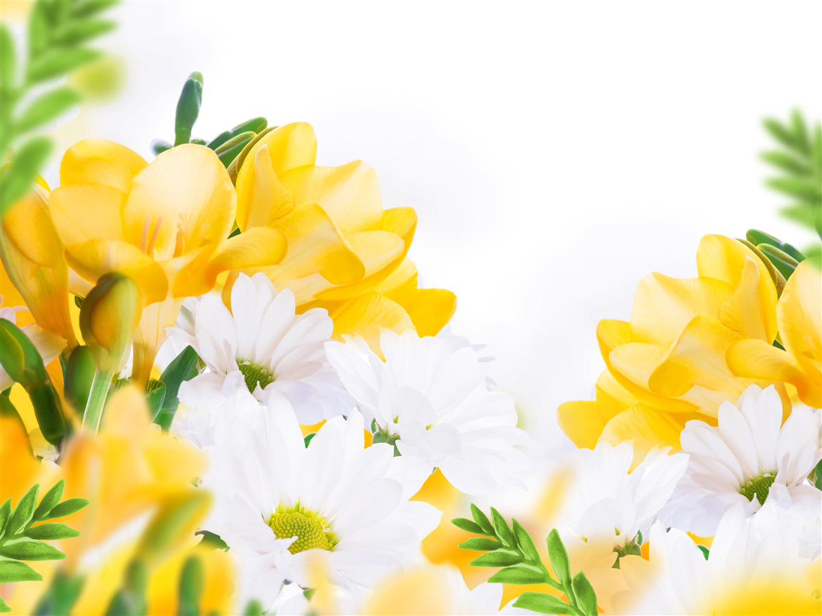 Fototapeten Weiße Gänseblümchen und gelbe Freesien