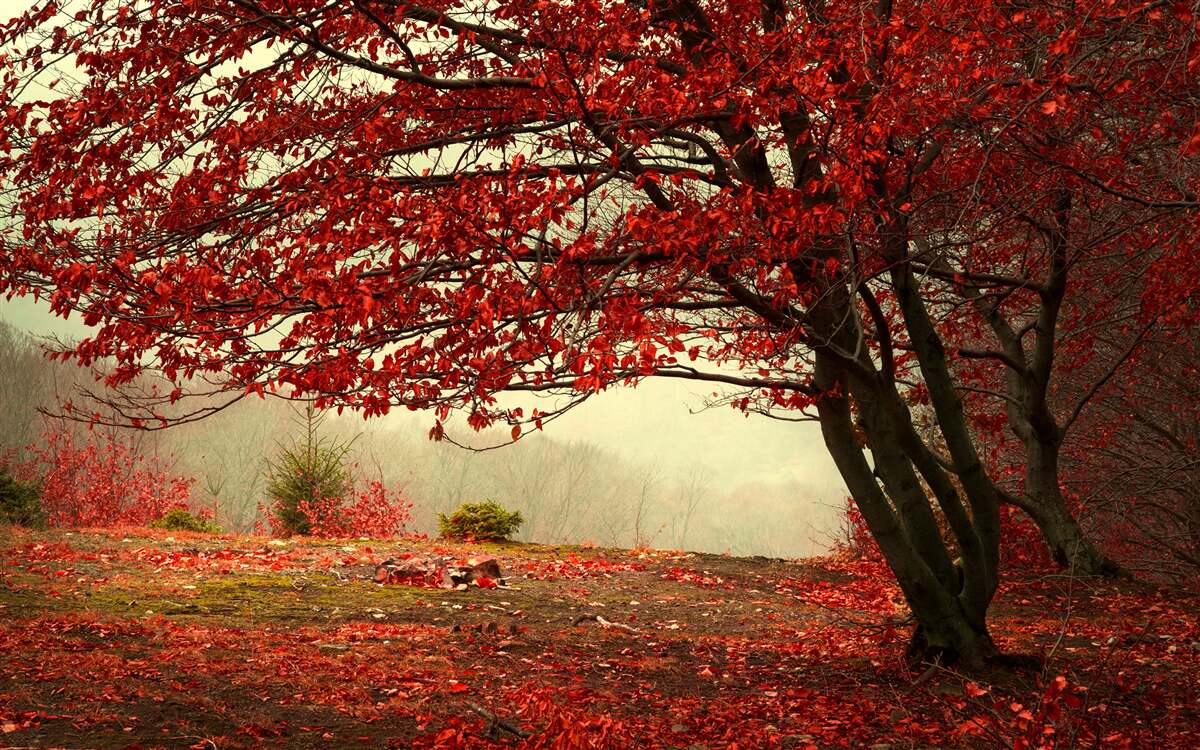 Fototapeten Ein nebliger Morgen eines Herbstwaldes mit Burgundfarben