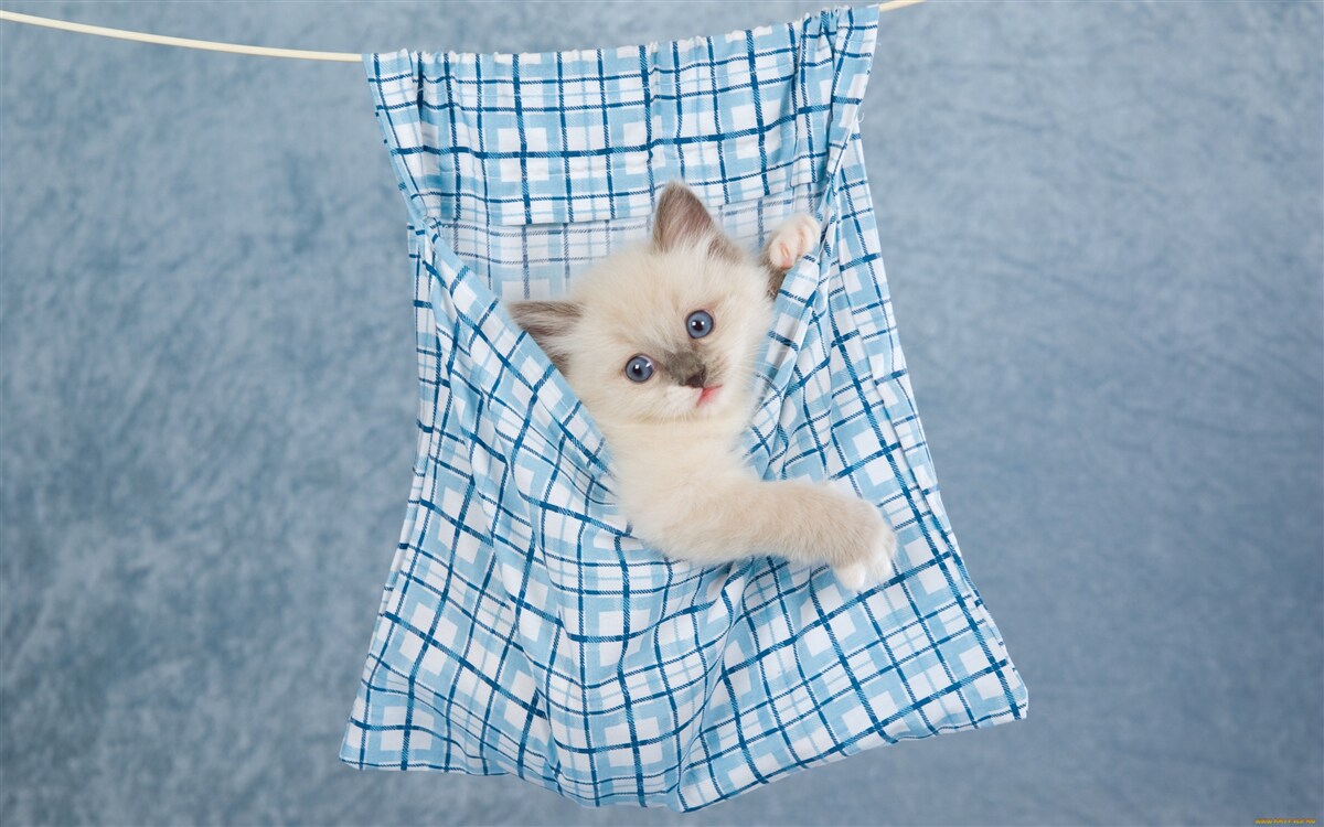Fototapeten Die Tasche erwies sich als Falle für die siamesische Katze