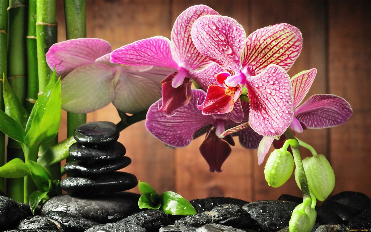 Fototapeten Purpurrote Orchidee zwischen Steinen