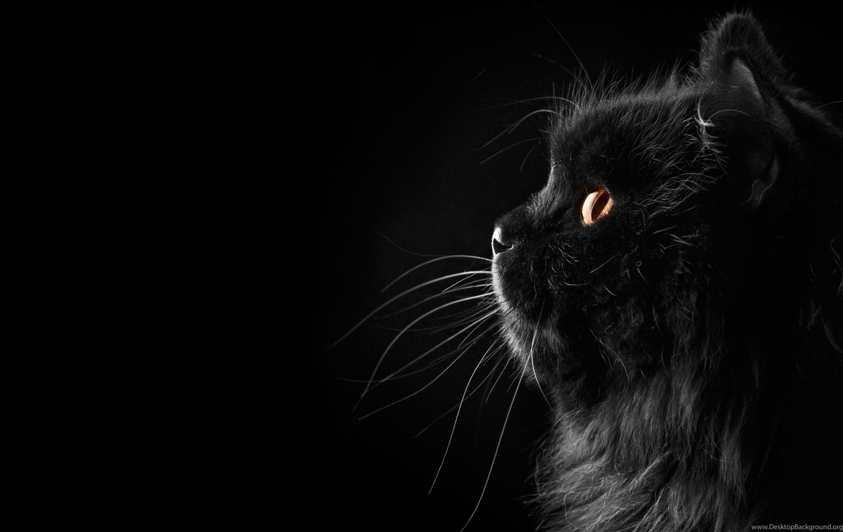 Fototapeten Goldene schwarze Katze
