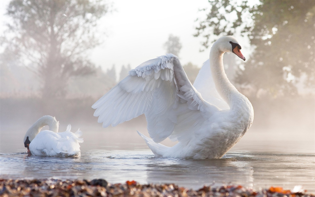 Fototapeten majestätischer Schnee -weiße Schwan schwimmt auf dem Wasser