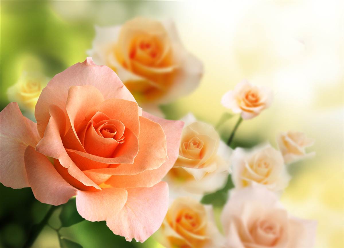 Fototapeten Ein leichter Rosenstrauß, der in den Büschen wächst