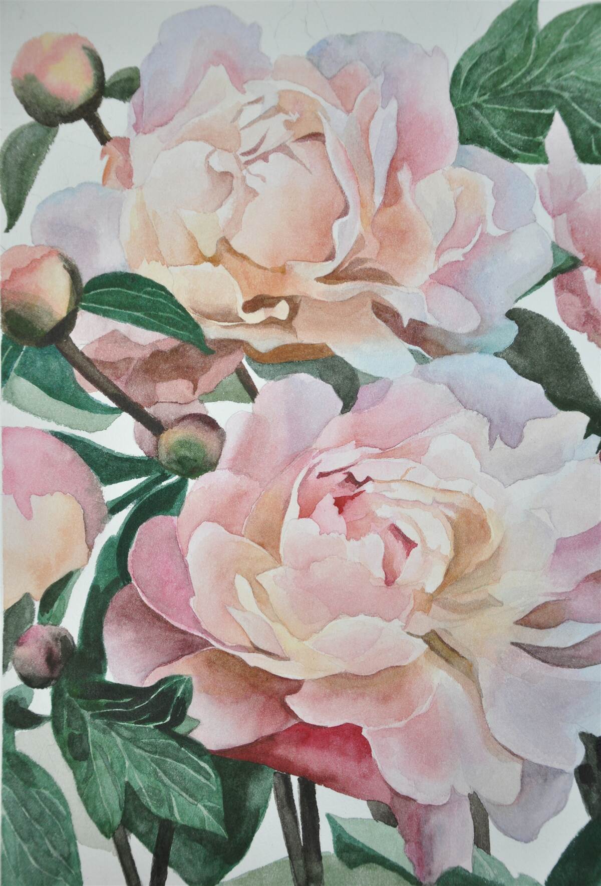Fototapeten mit Aquarell bemalte Pfingstrosen