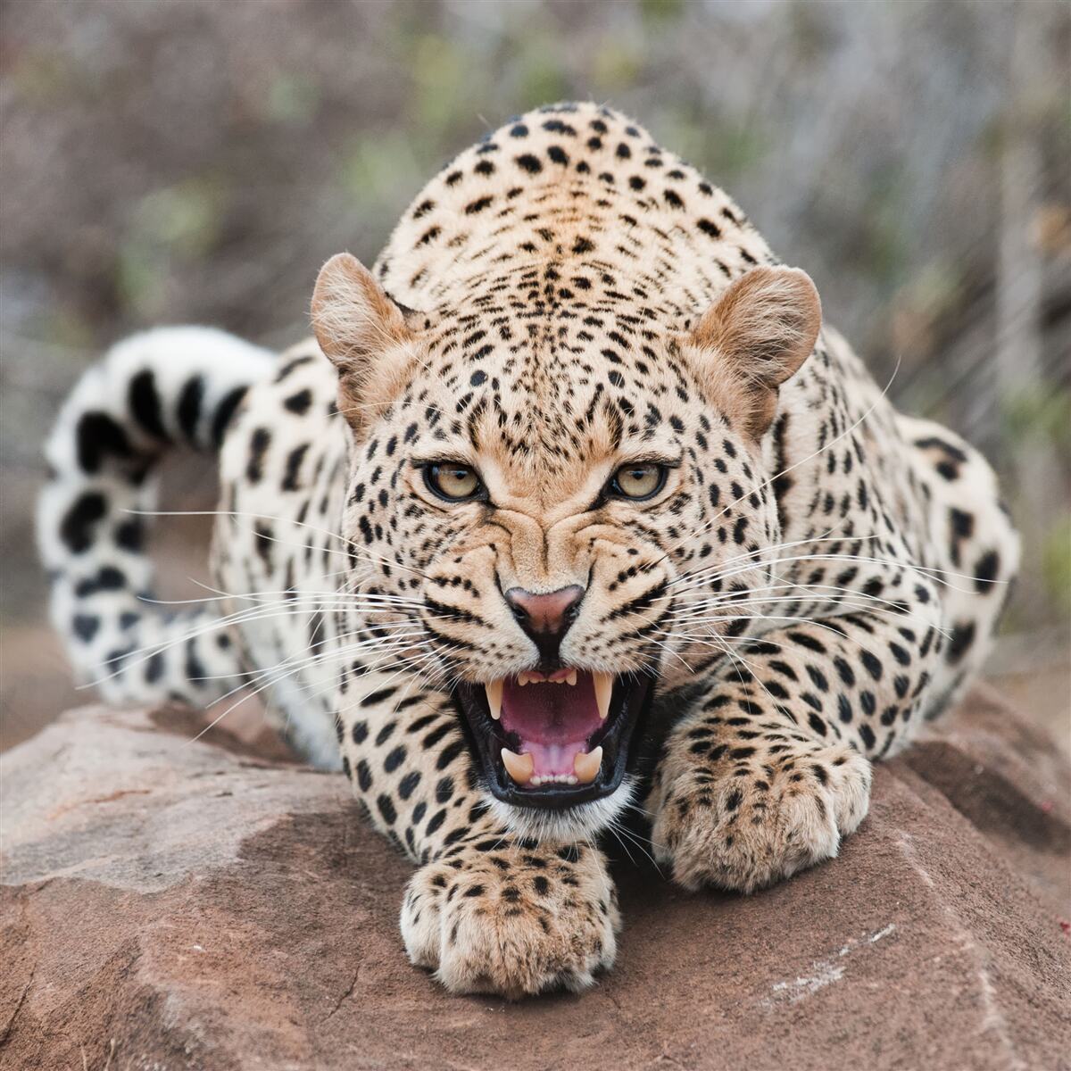 Fototapeten Aufgeregter Leopard, der sich auf den Sprung vorbereitet