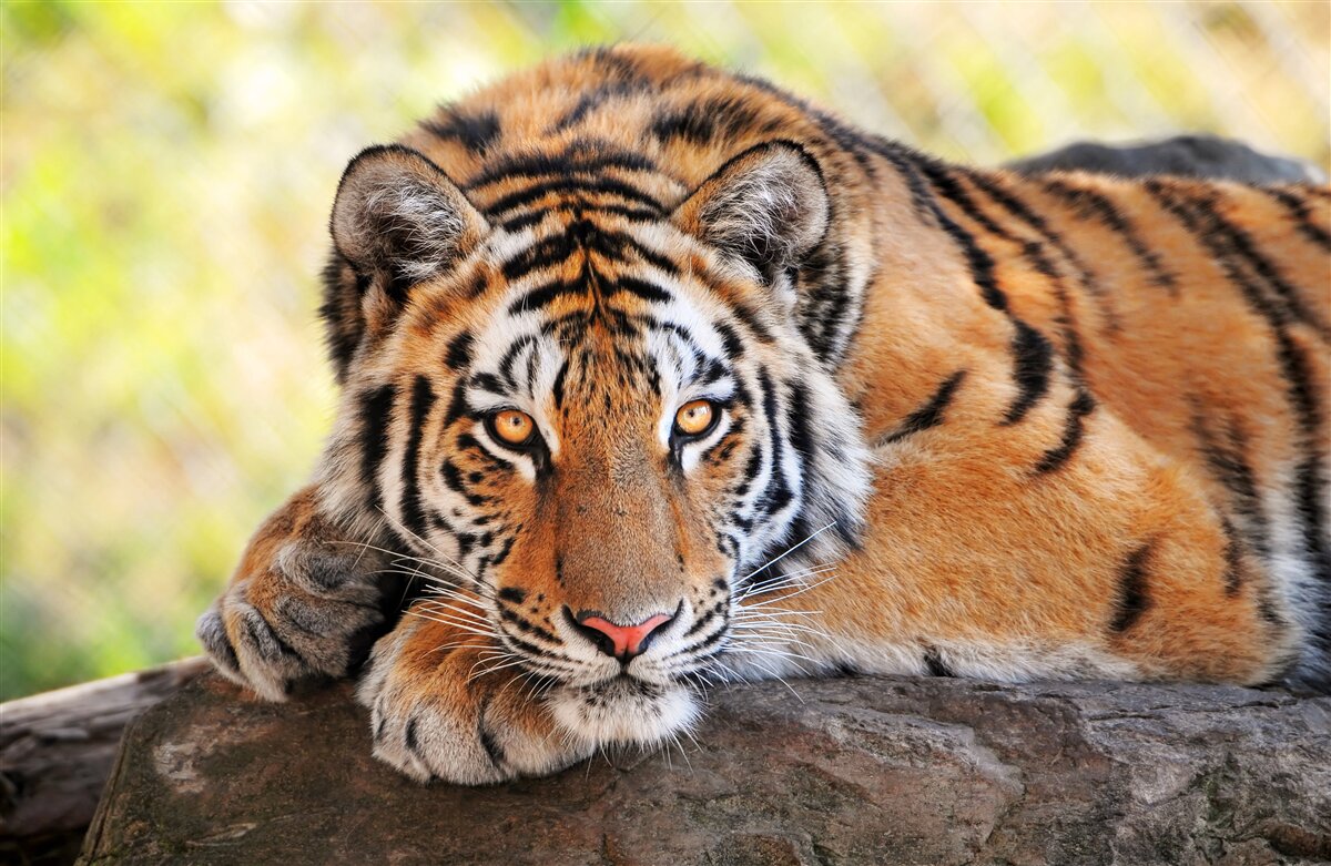 Fototapeten Tiger -Raubtier wurde überfallen