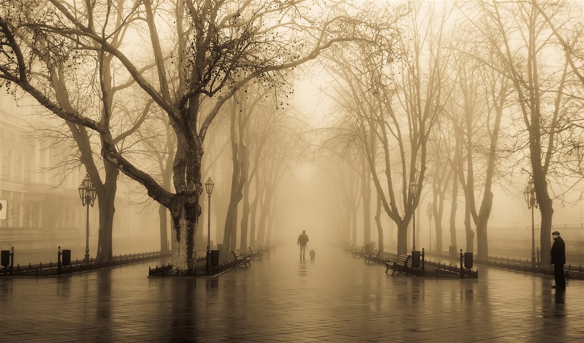Fototapeten Die Allee ist mit Regen und Nebel gefüllt
