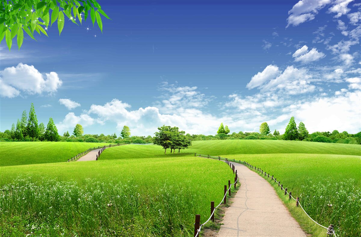 Fototapeten Der Weg zwischen den Grünflächen