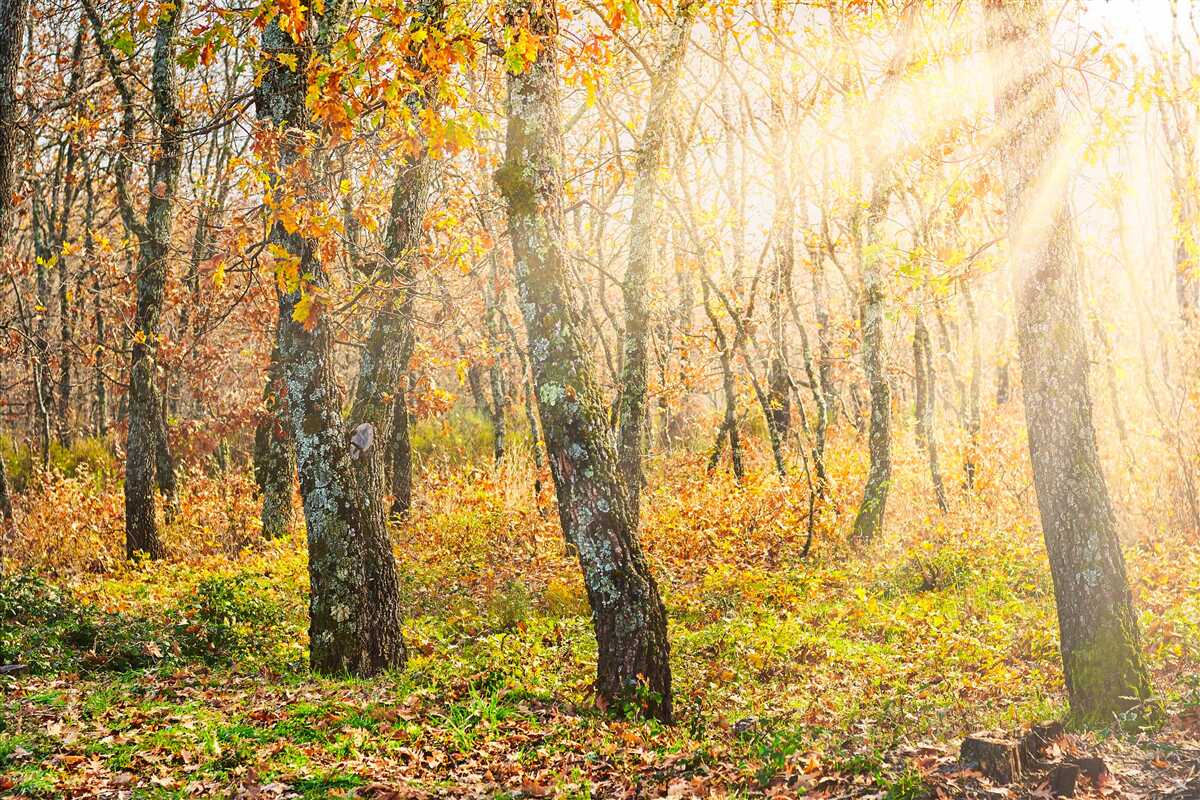 Fototapeten Morgendämmerung im Herbst Zarośl