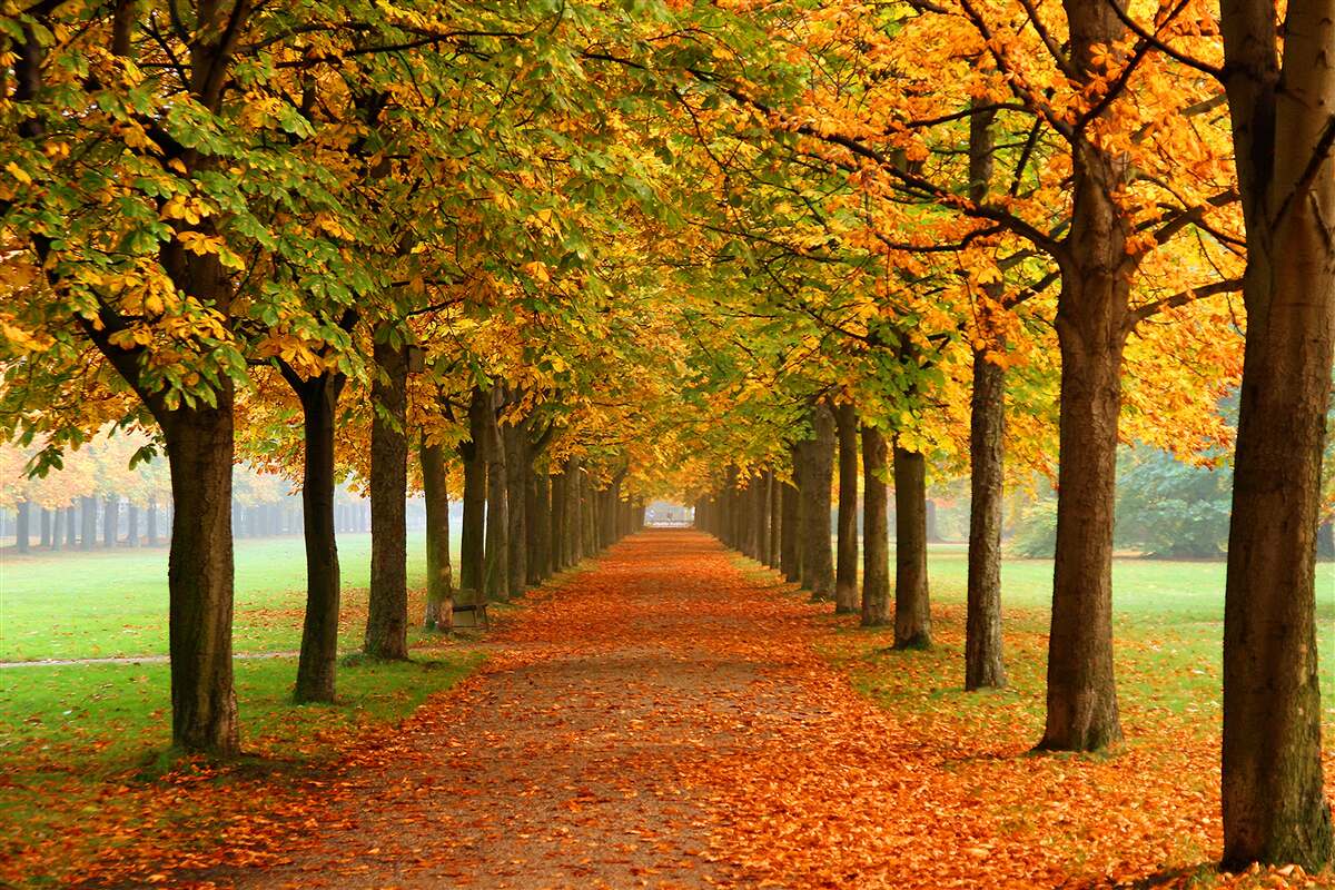 Fototapeten Endloser Herbstweg