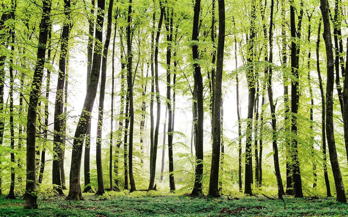 Fototapeten Morgenbäume, die sich wie schlanke Säulen erstrecken