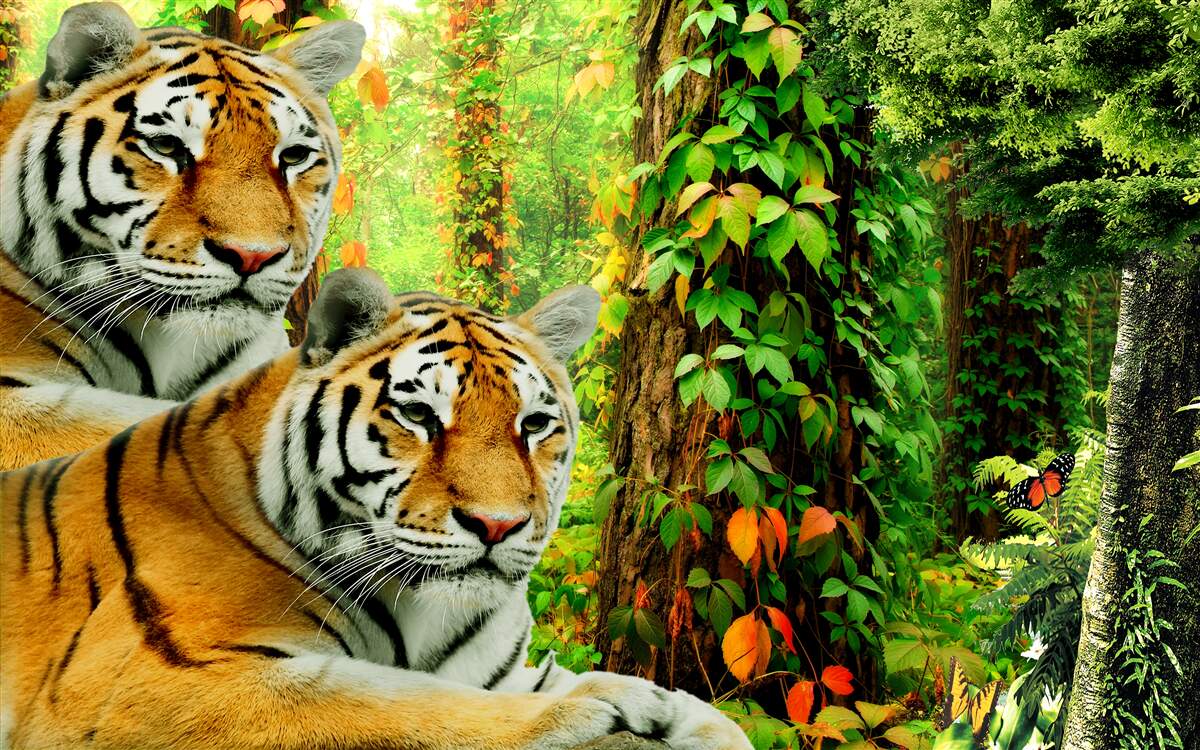 Fototapeten Die Familie der Tiger im grünen Dickicht des Waldes