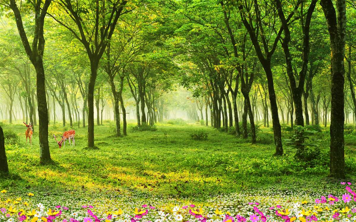 Fototapeten Ein atemberaubender Blick auf den Wald mit Jeleen auf grünem Hintergrund