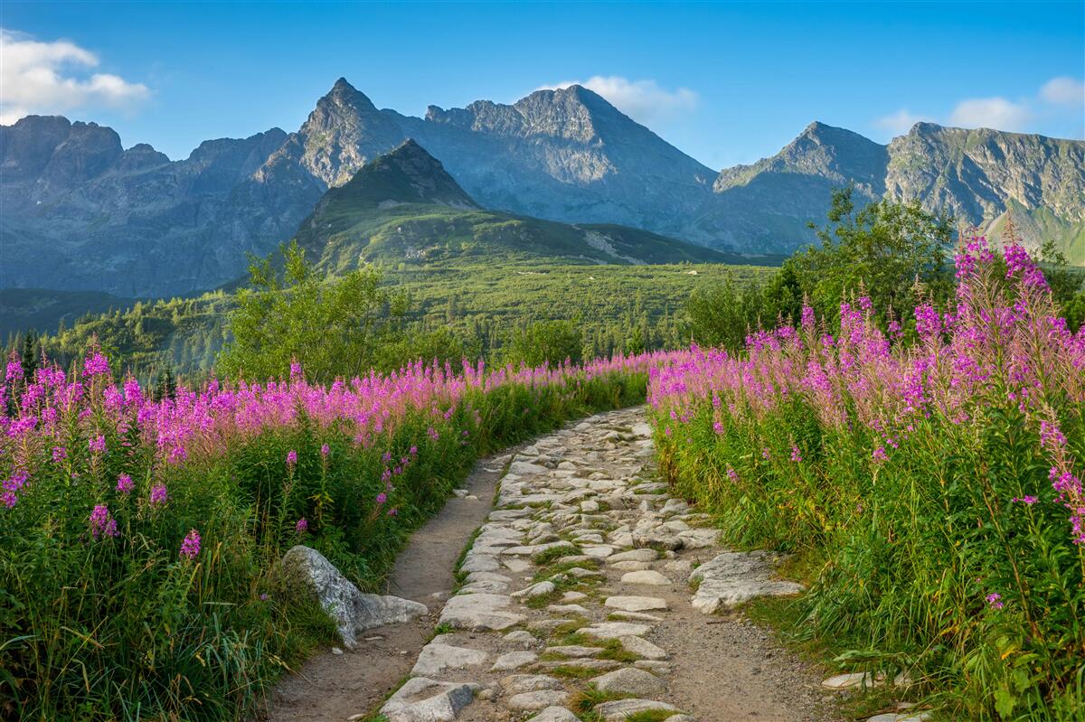Fototapeten Der Weg in der Mitte des blühenden Feldes im bergigen Gebiet