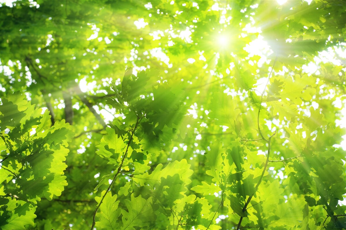 Fototapeten Die Sonnenstrahlen scheinen in der grünen Buchse