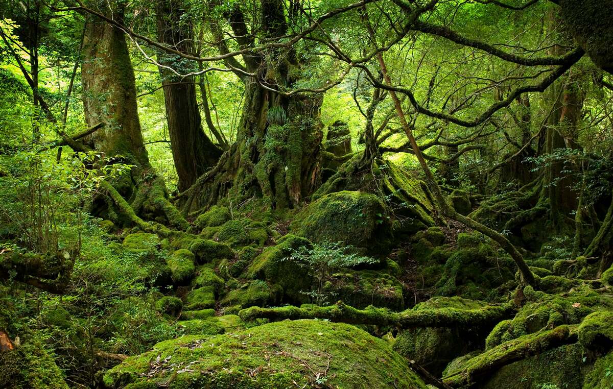 Fototapeten dicker grüner Wald