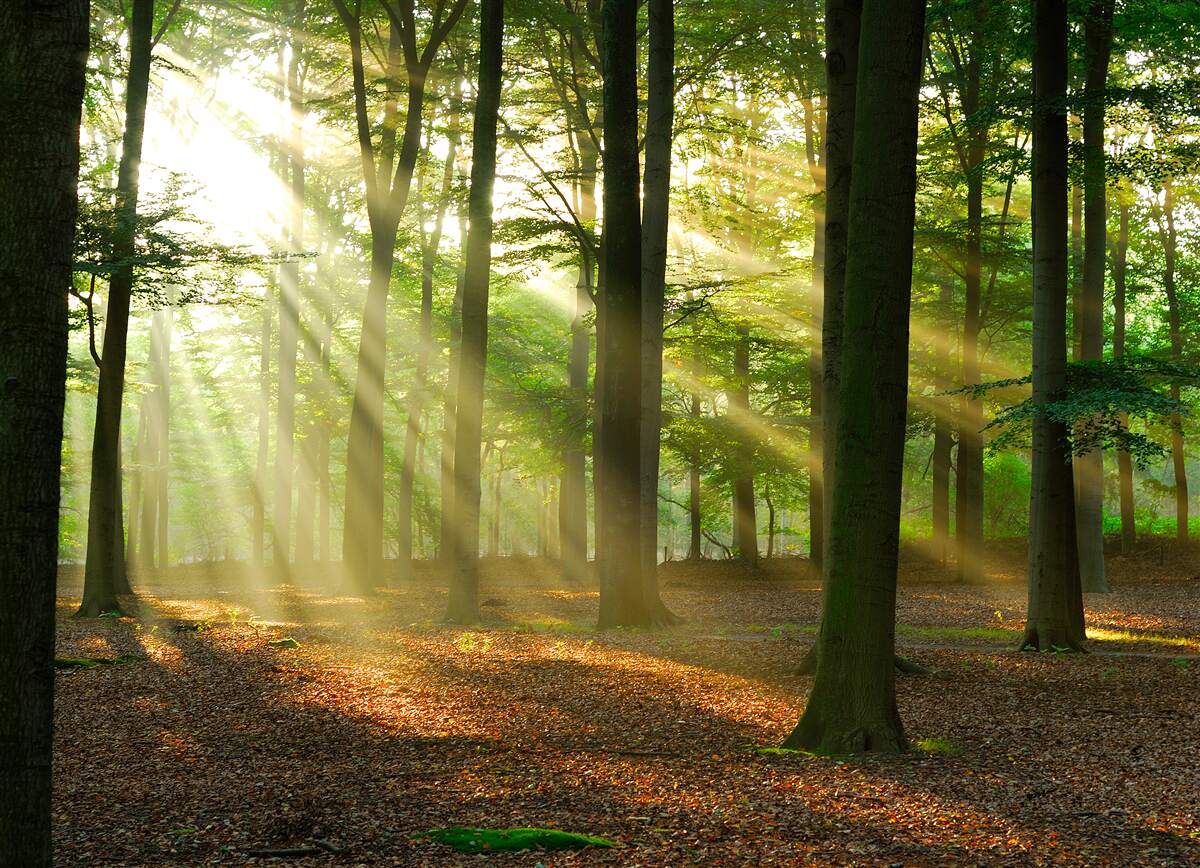Fototapeten Die Sonnenstrahlen durchdringen durch den Morgennebel in der Wüste
