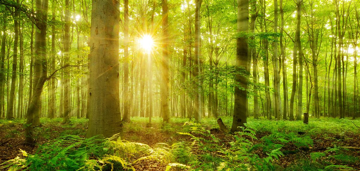 Fototapeten Der Wald lebt in den Morgenstrahlen der Sonne