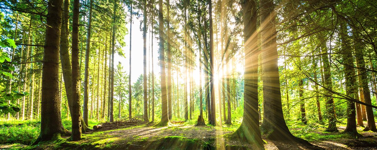 Fototapeten Die Sonnenstrahlen durchdringen zwischen hohen Bäumen