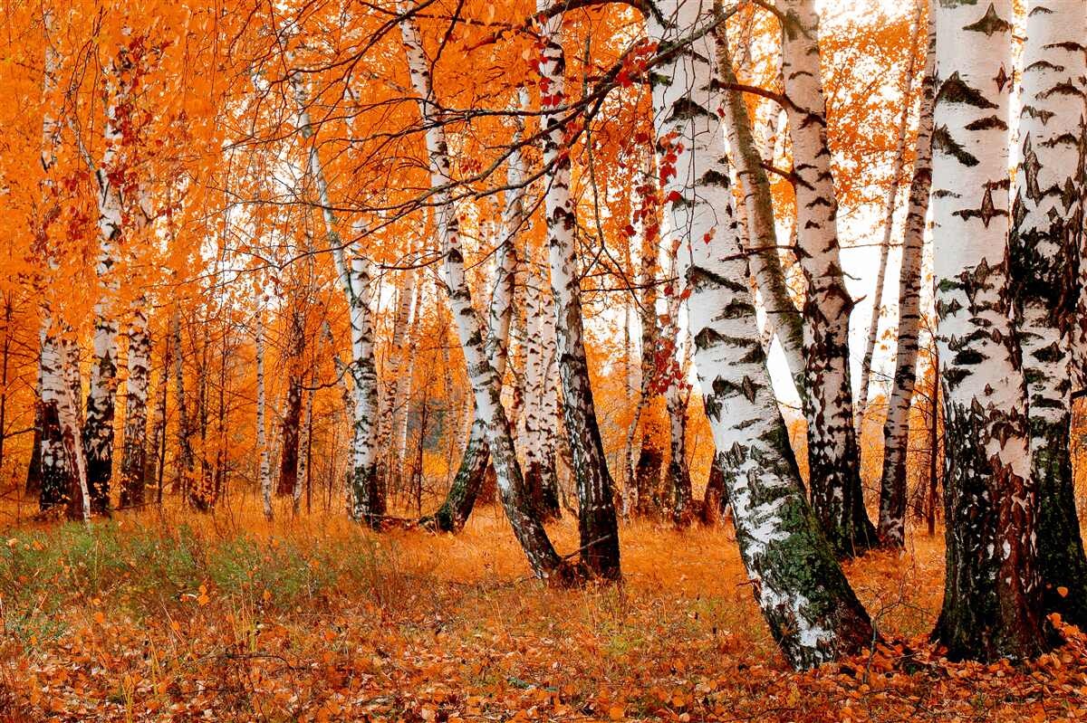 Fototapeten Birkenblätter sind orange